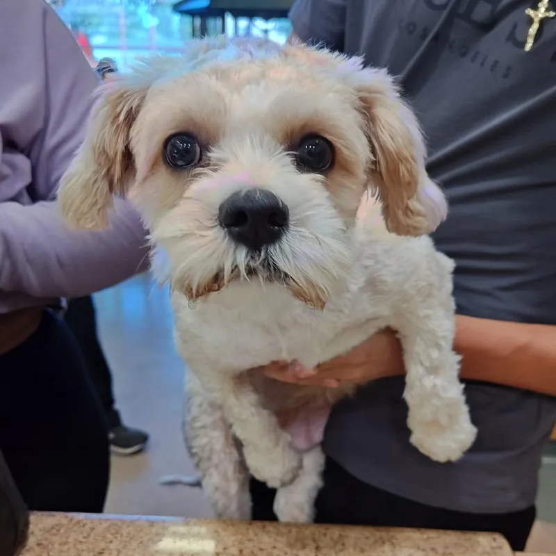 An adult small-sized female White / Cream Maltese dog named Iepastray for adoption in Upland, CA