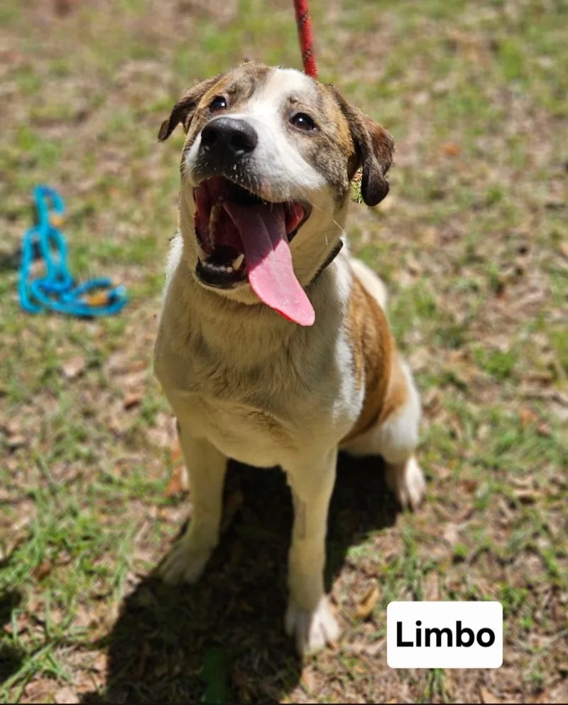 An adult large-sized male Shepherd dog named Limbo Dixon for adoption in Rockaway, NJ
