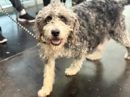 An adult large-sized female Standard Poodle dog named Pepper Wepper for adoption in Memphis, TN