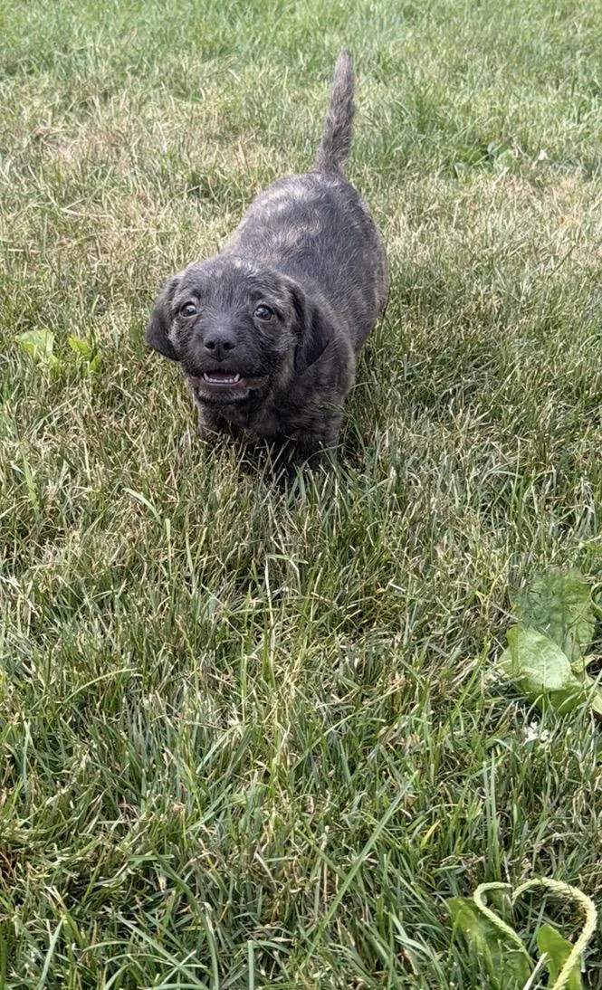 A baby small-sized male Pug dog named Rouge for adoption in Carmel, NY
