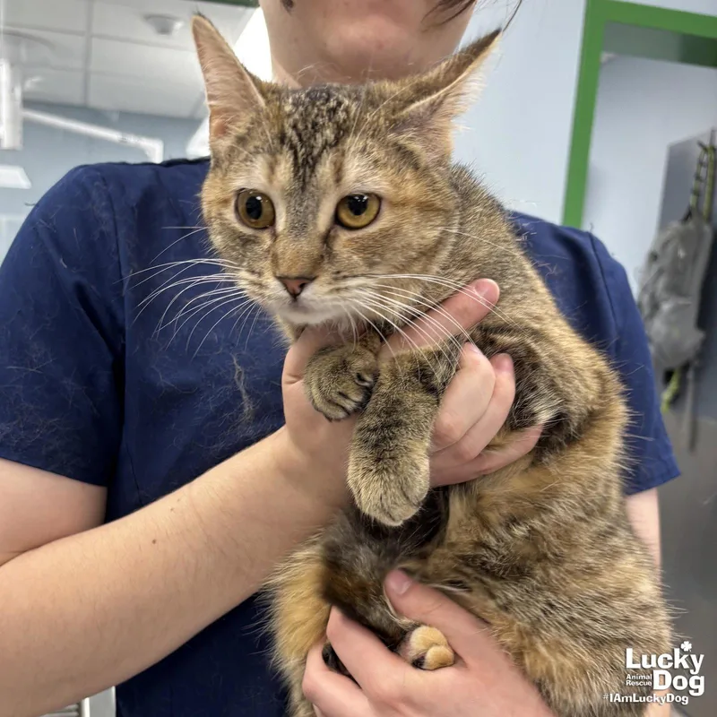 An adult medium-sized female Domestic Short Hair cat named Tortellini for adoption in Washington, DC