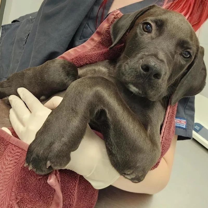 A baby medium-sized male Yellow / Tan / Blond / Fawn Mixed Breed dog named Lauren for adoption in Jacksonville, FL