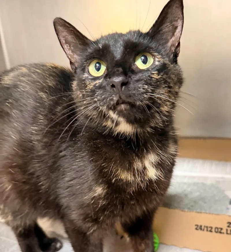 A young medium-sized female Domestic Short Hair cat named Miso for adoption in Cincinnati, OH