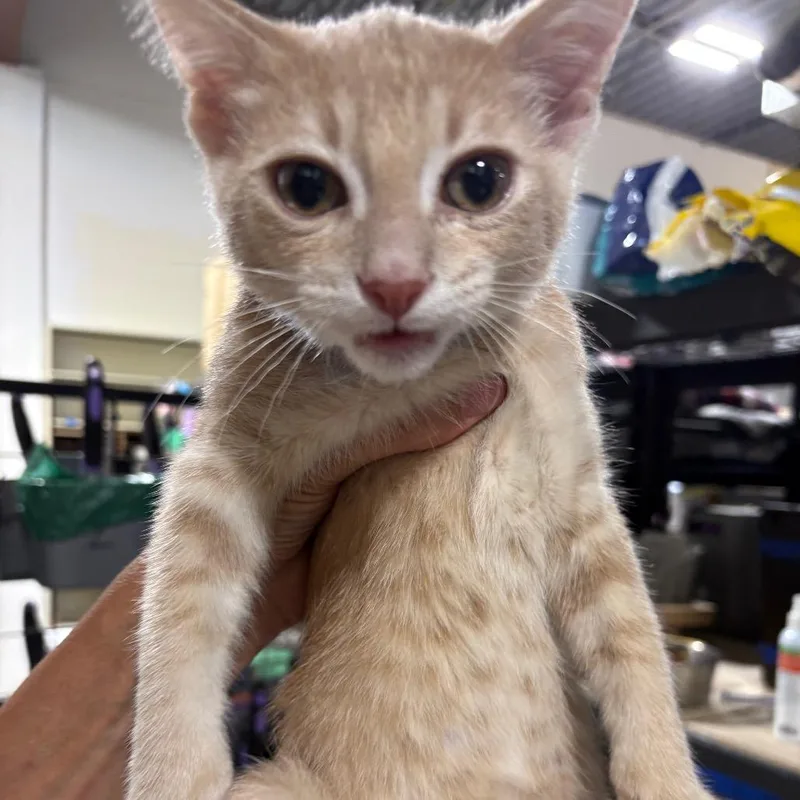 A baby small-sized male Buff / Tan / Fawn Domestic Short Hair cat named Cpo for adoption in St. Paul, MN