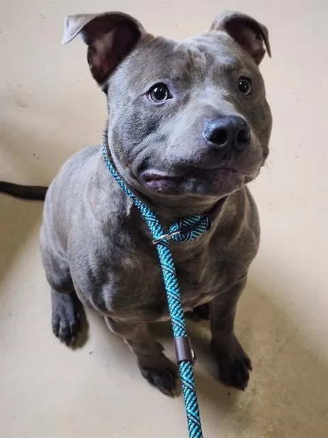 A young medium-sized male Pit Bull Terrier dog named Dumpling for adoption in Indianapolis, IN