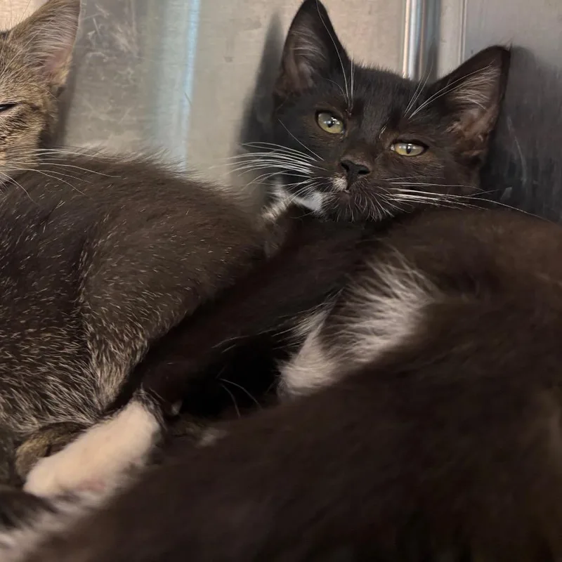 A baby small-sized female Brown / Chocolate Domestic Short Hair cat named Ginnie for adoption in Washington Township, OH