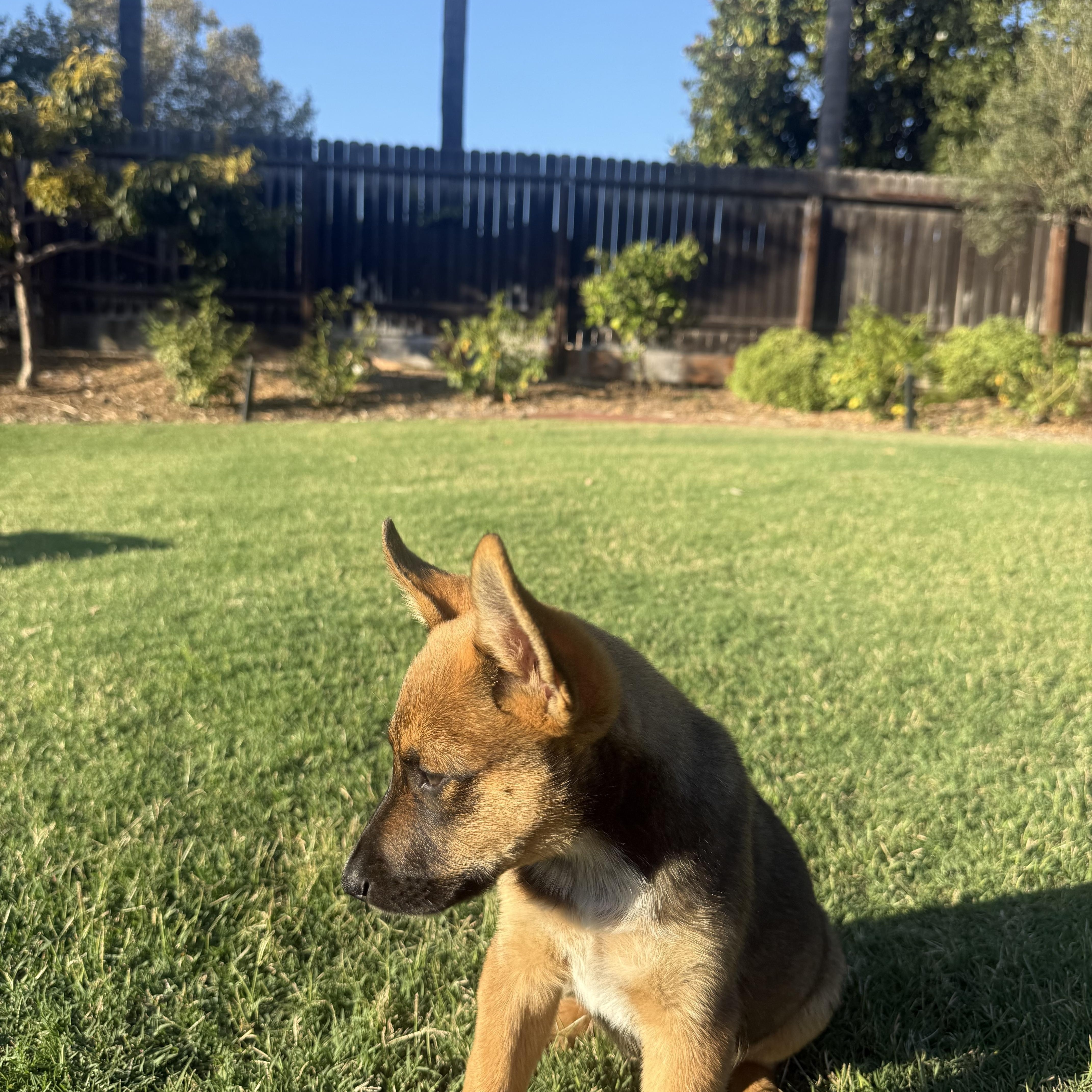 A baby medium-sized male Bicolor Australian Cattle Dog / Blue Heeler dog named Kooper for adoption in Encino, CA
