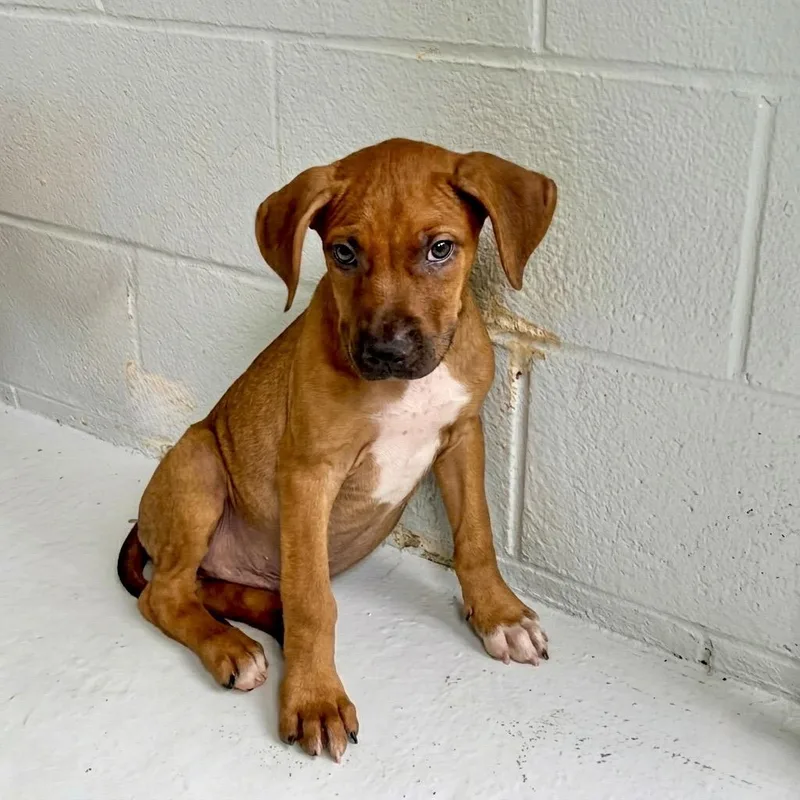A baby large-sized male Red / Chestnut / Orange Mixed Breed dog named Finley for adoption in Temple, TX