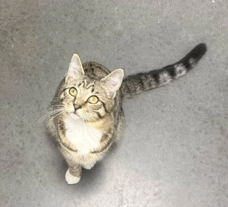 Stapleton thumbnail 2