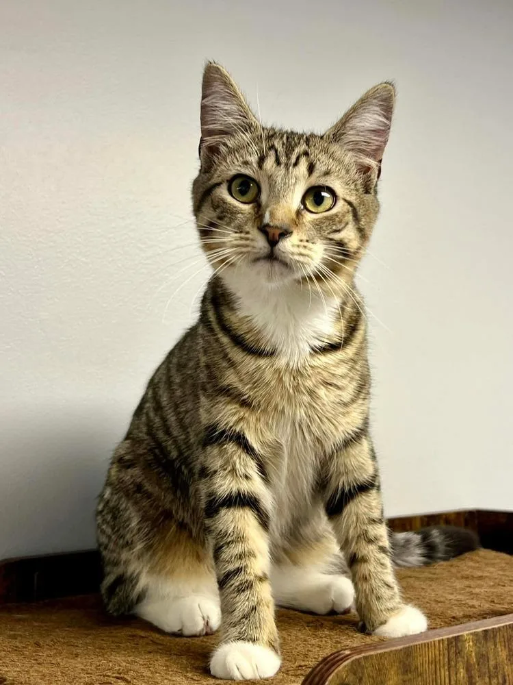 Stapleton thumbnail 4