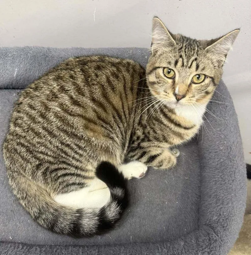 Stapleton thumbnail 5