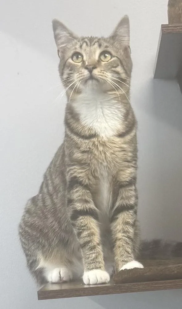 Stapleton thumbnail 6