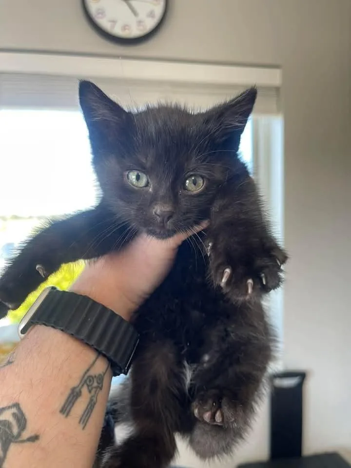 A baby small-sized male Black Domestic Short Hair cat named Drainpipe for adoption in Bolivar, MO