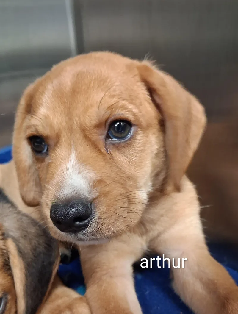 Arthur