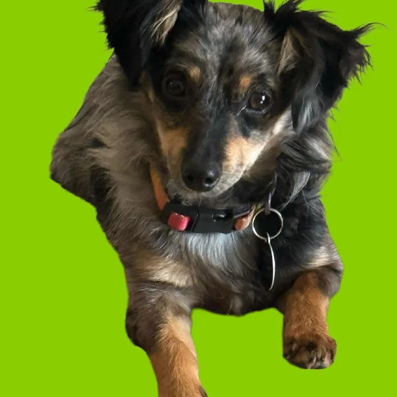 An adult small-sized female Black Dachshund dog named Darcy for adoption in Tampa, FL