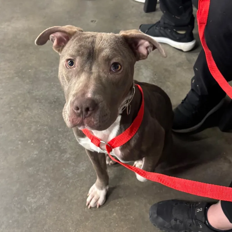 A young medium-sized female Gray / Blue / Silver Terrier dog named Aria for adoption in Tampa, FL