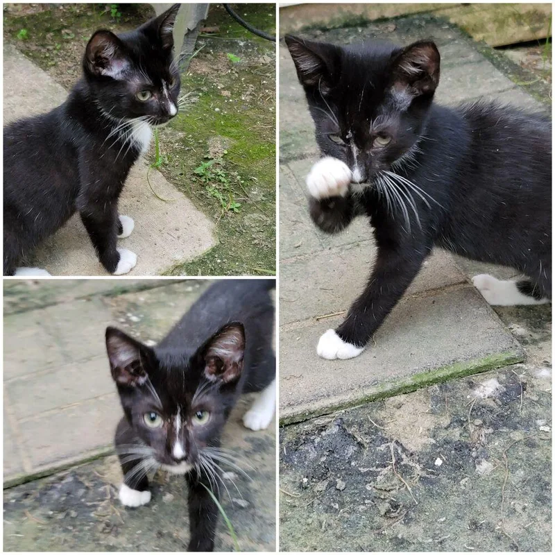 A baby small-sized male Black & White / Tuxedo Domestic Short Hair cat named Tuxedo for adoption in Gretna, FL