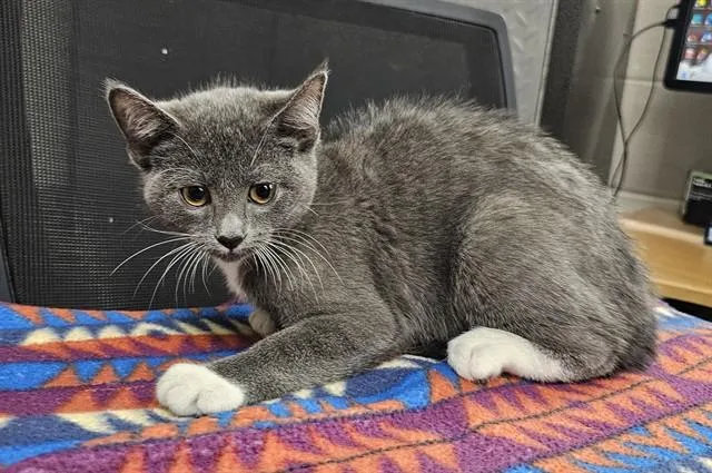 A young medium-sized female Domestic Short Hair cat named Olivia for adoption in Pasadena, TX