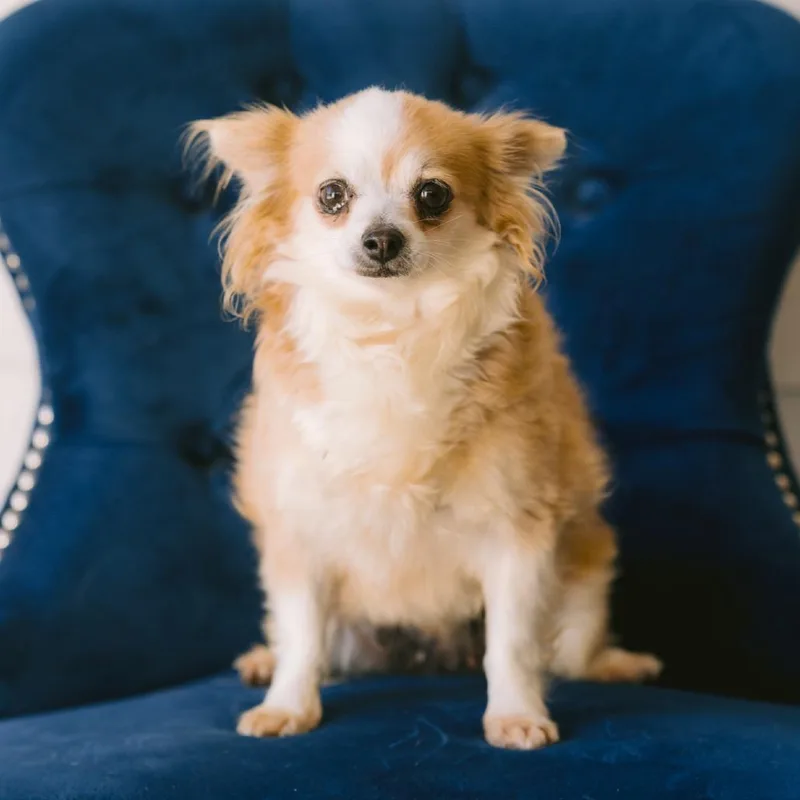An adult small-sized female Chihuahua dog named Doris for adoption in Zionsville, IN