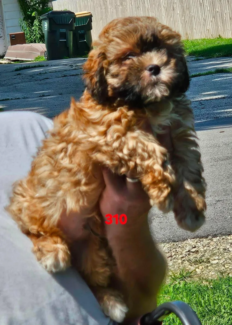 A baby small-sized male Golden Shih poo dog named Parker for adoption in Twin lakes, WI