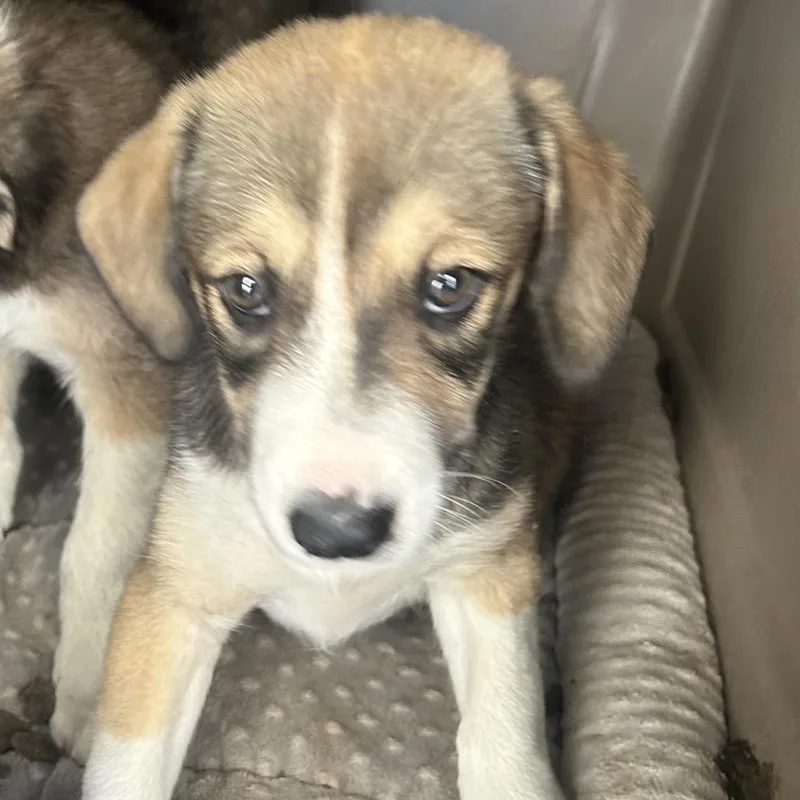 A baby medium-sized female Brown / Chocolate Mixed Breed dog named Cherry Pie for adoption in Point Richmond, CA