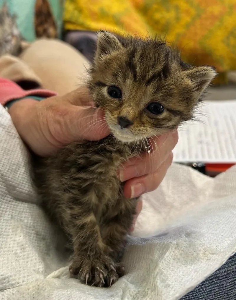 A baby medium-sized female Domestic Short Hair cat named Sookie for adoption in Portland, IN