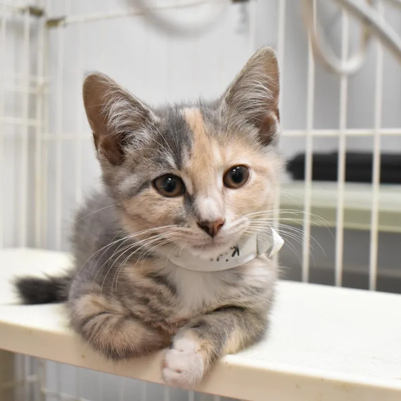 A baby small-sized female Gray / Blue / Silver Domestic Short Hair cat named Sandwich for adoption in Harrisonburg, VA
