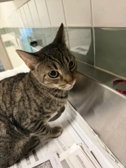 A young medium-sized female Domestic Short Hair cat named Tinka for adoption in Van Nuys, CA