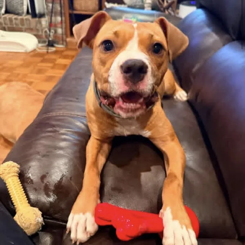 An adult medium-sized female American Staffordshire Terrier dog named Bellissimo for adoption in Minneapolis, MN