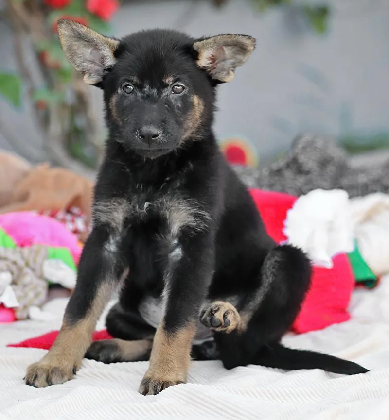 A baby large-sized female Black German Shepherd Dog dog named Sadie von Aken for adoption in Los Angeles, CA