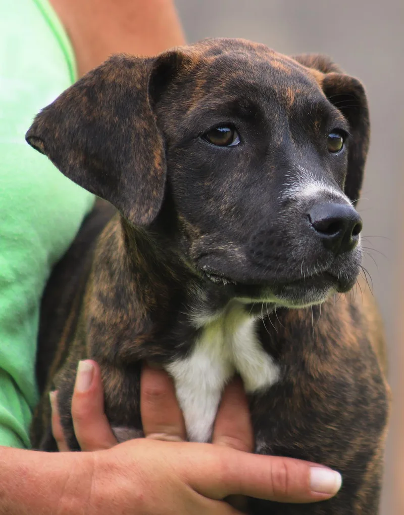 A baby medium-sized female American Staffordshire Terrier dog named Georgia for adoption in North Fort Myers, FL