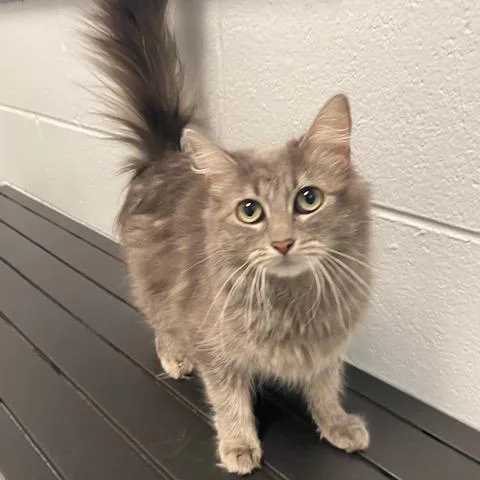 An adult medium-sized female Gray / Blue / Silver Domestic Long Hair cat named Gracie for adoption in Dayton, OH
