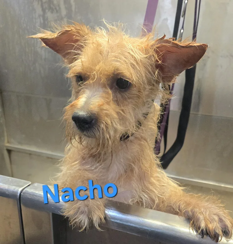 A young small-sized male Yellow / Tan / Blond / Fawn Cairn Terrier dog named Nacho for adoption in Athens, AL
