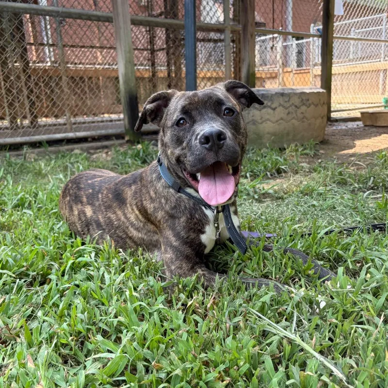 A young medium-sized female Brindle Mixed Breed dog named Flower for adoption in Hamilton, GA