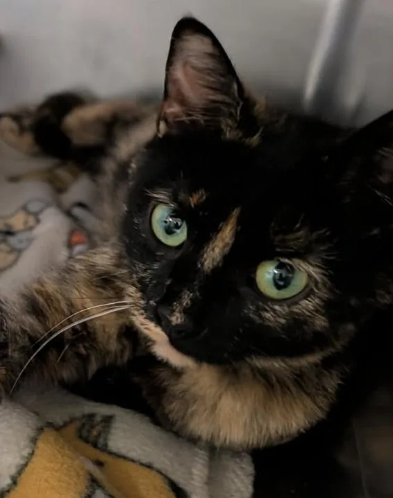 A young medium-sized female Tortoiseshell cat named Cinnamon for adoption in Marietta, OH