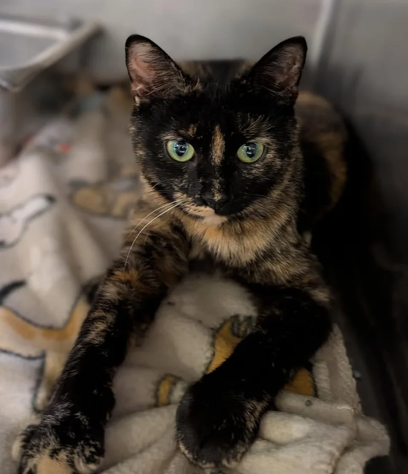 Cinnamon thumbnail 2