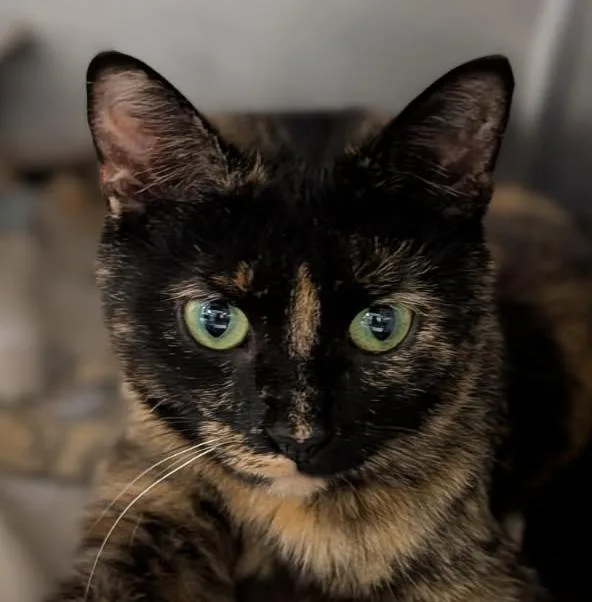 Cinnamon thumbnail 5