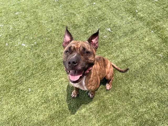 An adult large-sized female Pit Bull Terrier dog named Center for adoption in Garland, TX