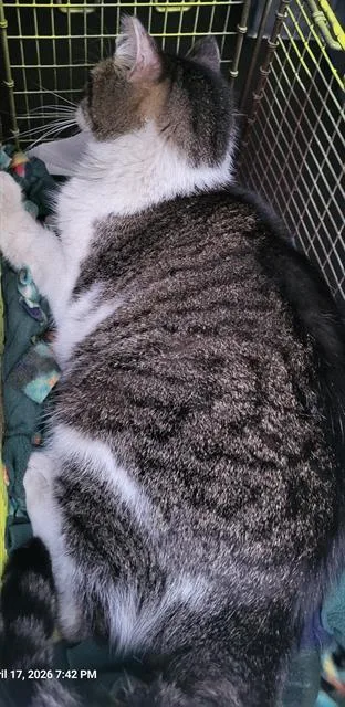 An adult medium-sized female Domestic Short Hair cat named Vision for adoption in San Antonio, TX