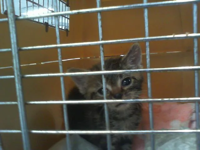 A baby small-sized male Domestic Short Hair cat named Laci for adoption in Charlotte, NC