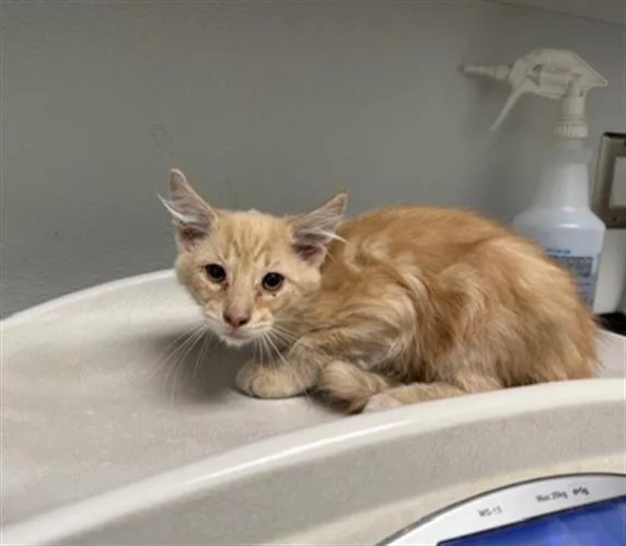 A baby small-sized male Domestic Medium Hair cat named Bumpy for adoption in Antioch, CA
