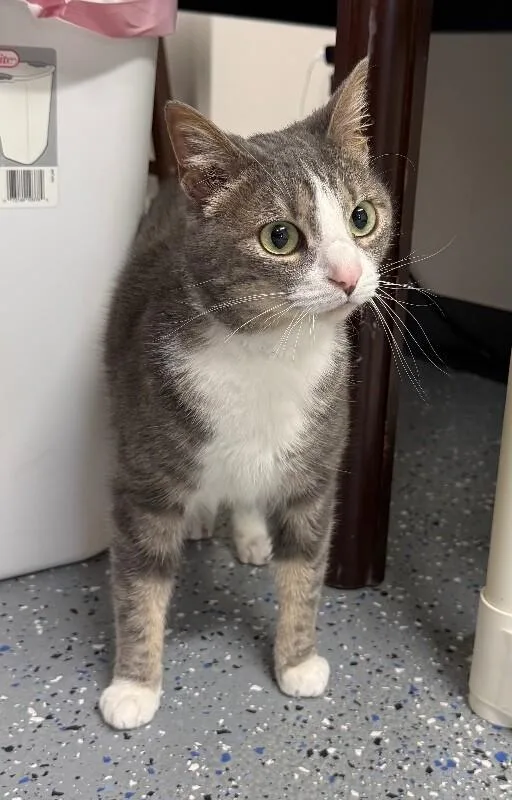 An adult medium-sized female Domestic Short Hair cat named Eve for adoption in Yankton, SD