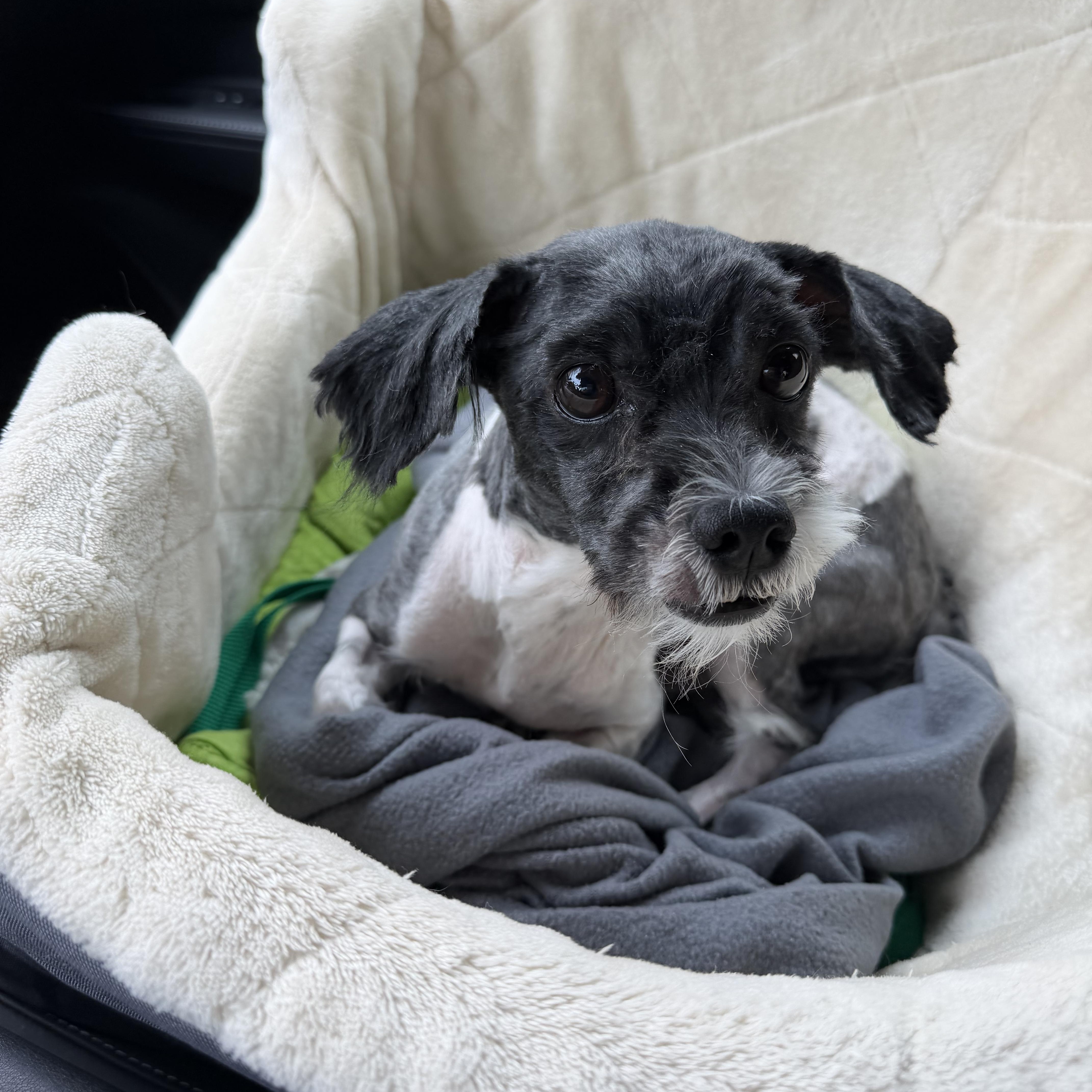An adult small-sized male Black Havanese dog named Slinky Lewis for adoption in Plano, TX