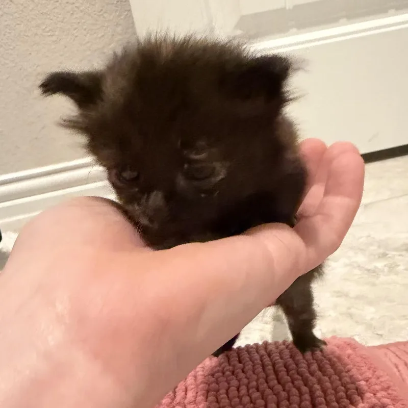 A baby small-sized female Tortoiseshell Domestic Short Hair cat named Petunia for adoption in Springtown, TX