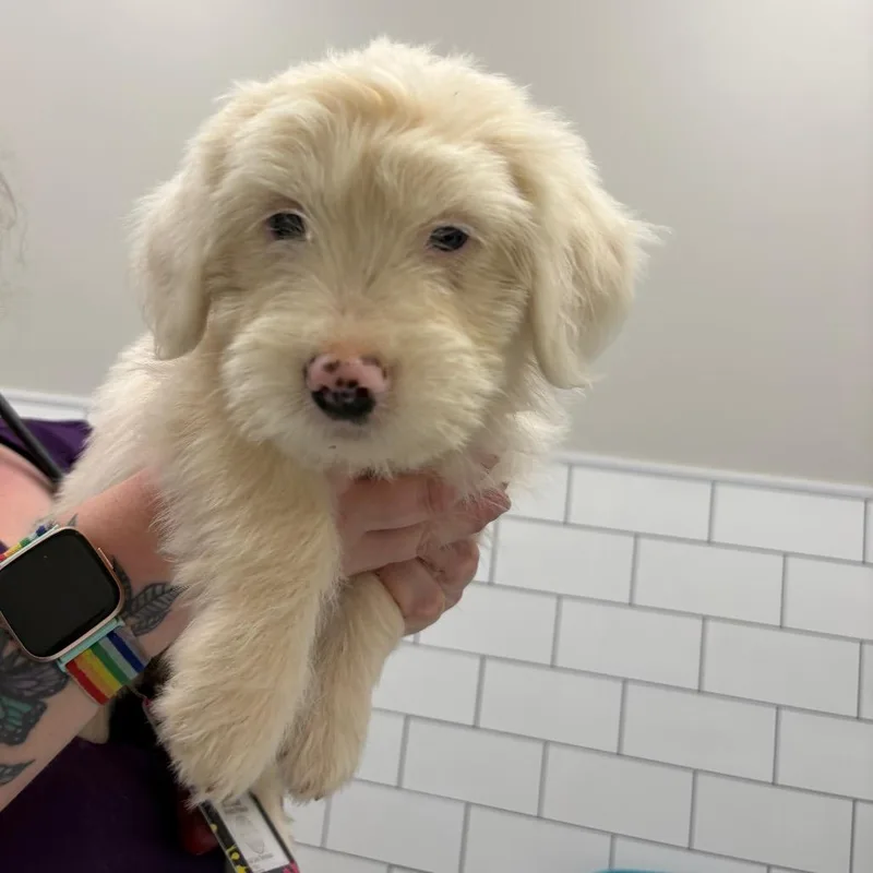A baby small-sized female White / Cream Terrier dog named Snowball for adoption in Morganton, NC