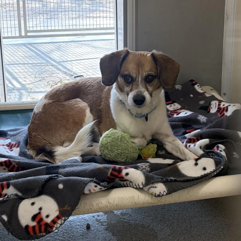 A senior small-sized male Brown / Chocolate Beagle dog named Luke for adoption in Pekin, IL