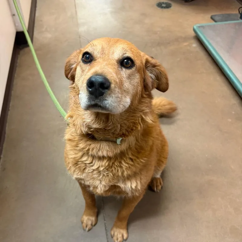 An adult medium-sized female Red / Chestnut / Orange Chow Chow dog named Talulah for adoption in Flagstaff, AZ