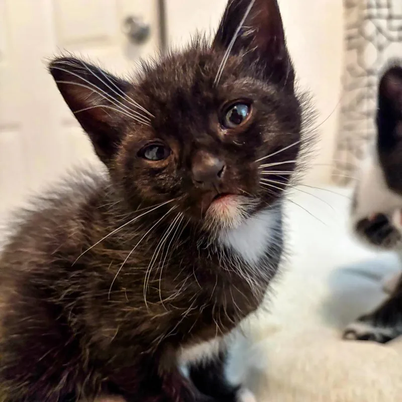 A baby small-sized male Black Domestic Short Hair cat named Oliver for adoption in San Diego, CA