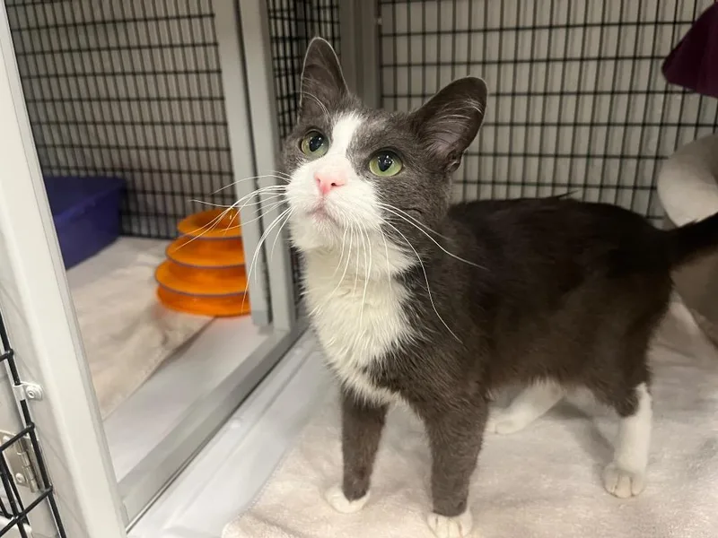 Griddler thumbnail 2