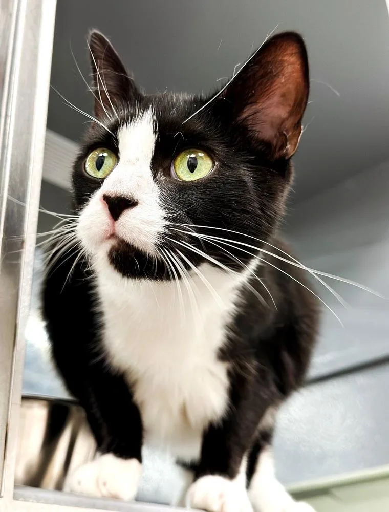 An adult medium-sized female Black & White / Tuxedo Domestic Short Hair cat named Luna for adoption in Deland, FL